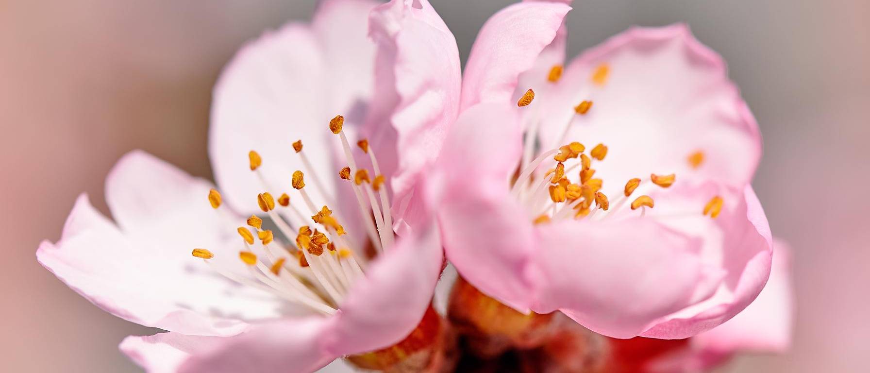 Image of almond petals