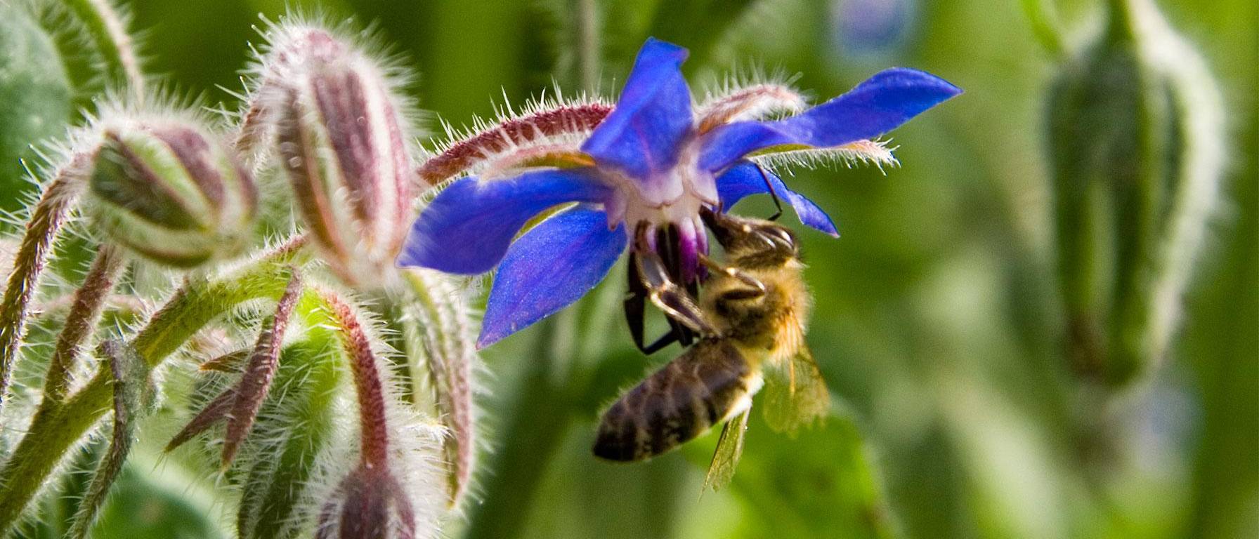 Bee sits on petal - Weleda