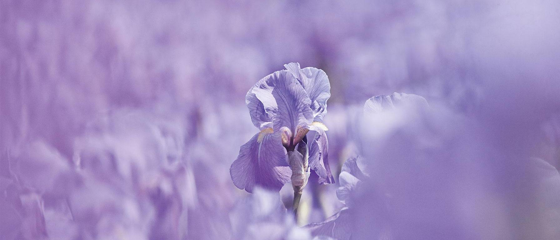 Iris blossom in purple field - Weleda