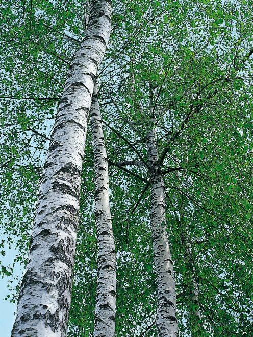 Image of birch tree