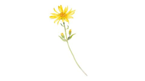 Extracto de flores de Árnica (Arnica Montana Flower Extract)