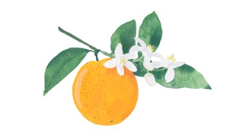 Appelsinskrælolie