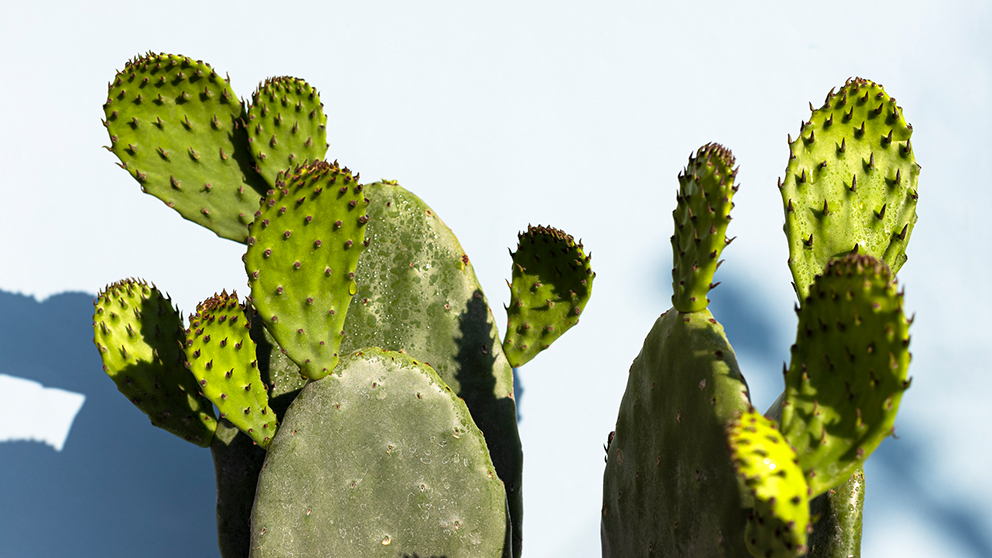 Чудо пустыни: как кактус опунции помогает коже - Журнал - Weleda