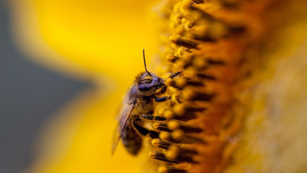 Image of Bee in Sunflower - Nature
