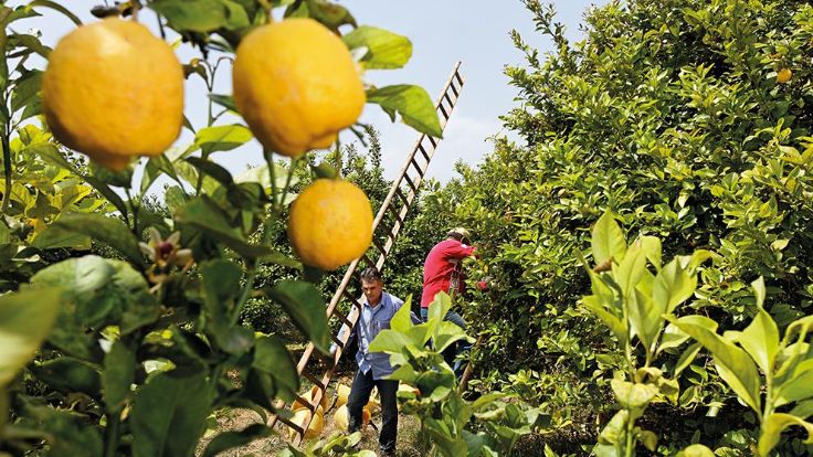 Image of citrus plant harvest