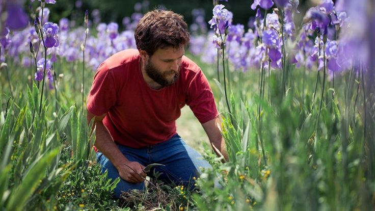 Image of Iris harvest