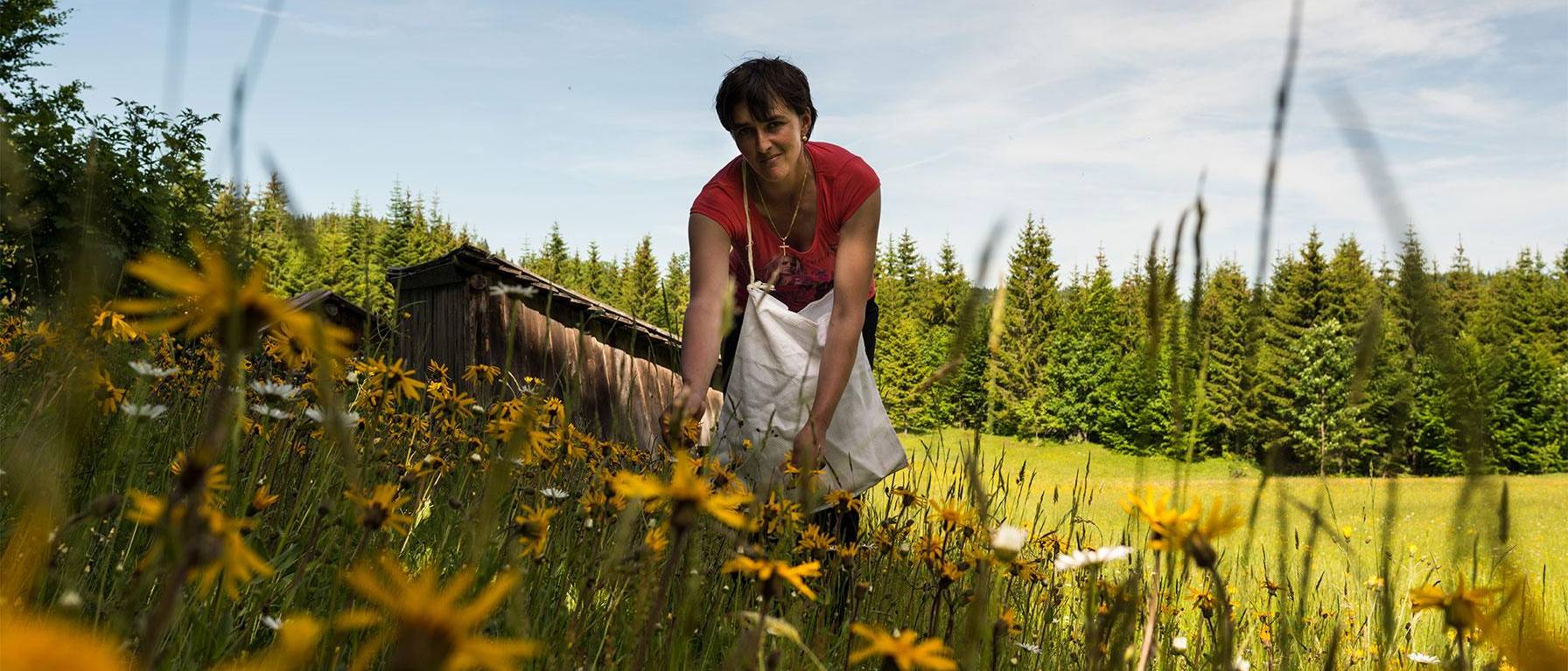 Woman harvests arnica for Weleda in Romania