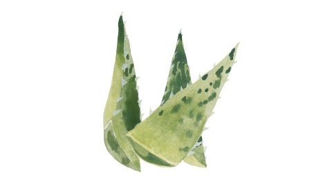 Suco da folha de Aloe Barbadensis (Aloe Vera)