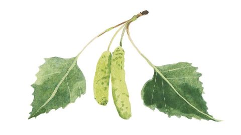 Extracto de hojas de abedul
