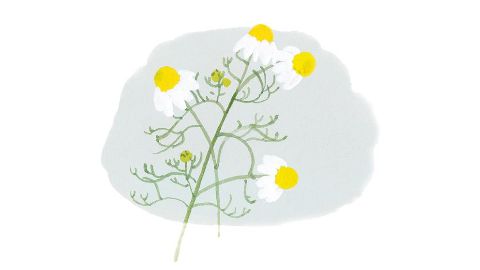 Extrato da flor de Chamomilla Recutita