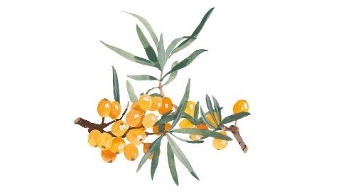 Olio di olivello spinoso