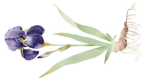 Estratto di radice di iris