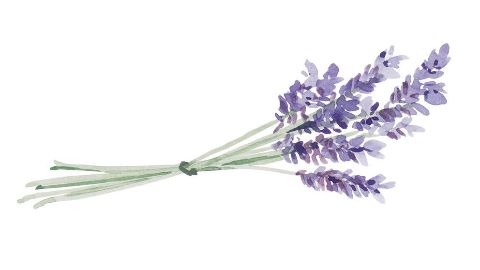 Lavendelolja