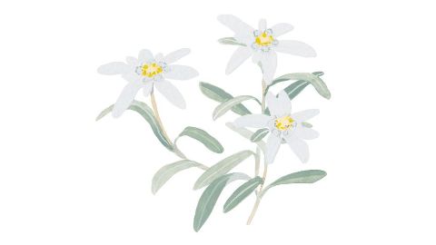 Edelweiss extract