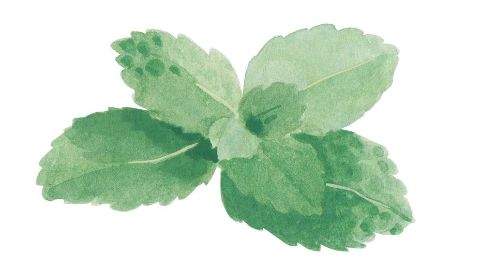 Olej listů máty klasnaté (spearmint)