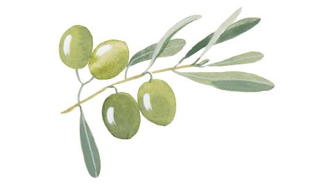 Óleo da fruta de Olea Europaea