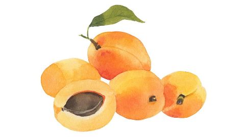 Sárgabarackmag olaj (Prunus Armeniaca)
