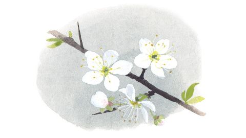 Dzeloņplūmes (Prunus Spinosa) mizas izvilkums