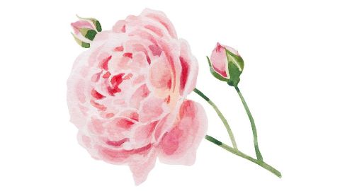 Óleo da flor de Rosa Damascena