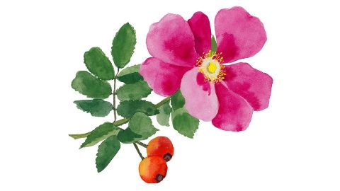 Έλαιο Σπόρων Τριαντάφυλλου Rosa Moschata