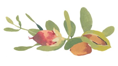 Jojobaolaj (Simmondsia Chinensis)