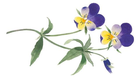 Extract de Viola Tricolor (Trei Frați Pătați)