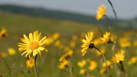 Arnica flower in field - Weleda