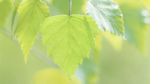 Birch leaves - Weleda lead plant