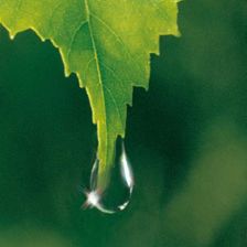 Water drop on birch leaf