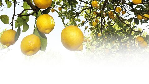 Image of citrus plant