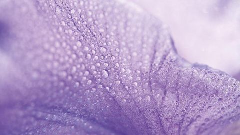 Iris petal with water pearls