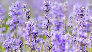 Image of lavender plant