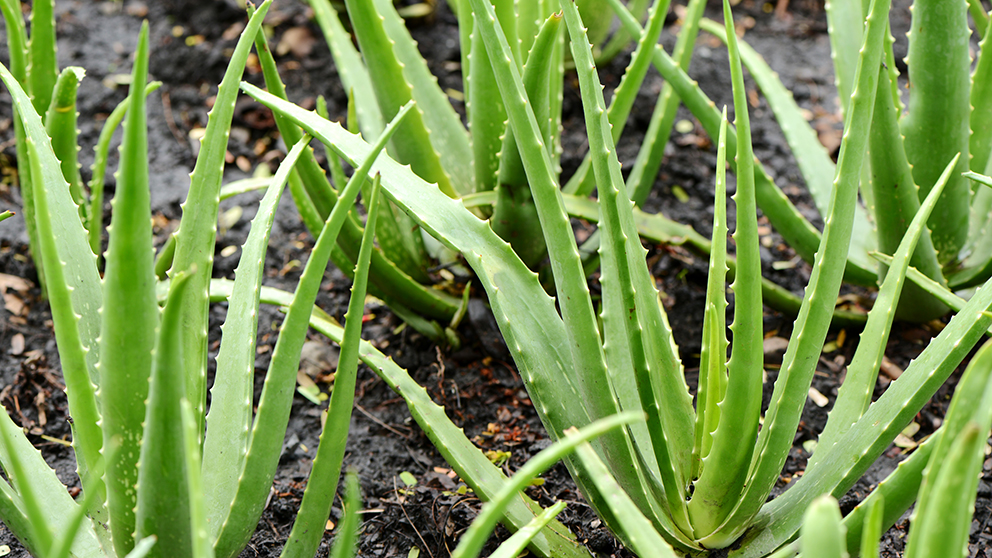 Aloe Vera Gel Has A Soothing Toning And Cooling Effect On The Skin