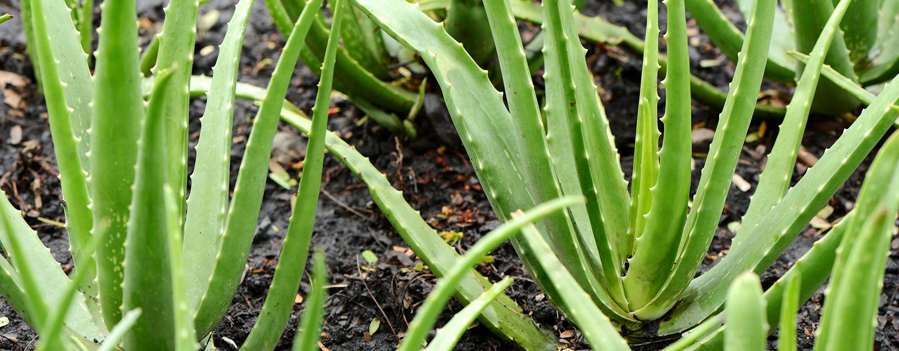 bijnaam Vermelden slaap Aloe vera gel has a soothing, toning and cooling effect on the skin...
