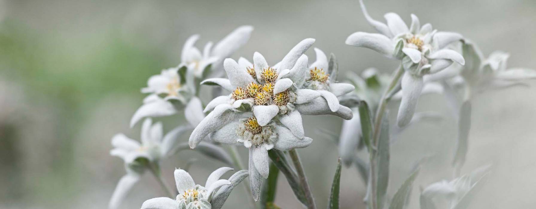 A group of Edelweiss plants