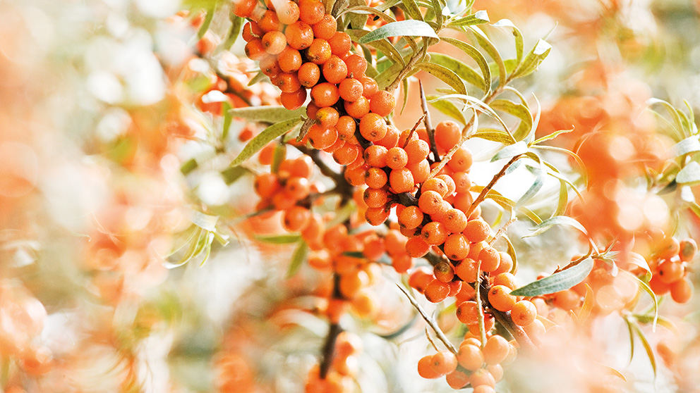 Sea Buckthorn Portrait Of A Plant Magazine Weleda