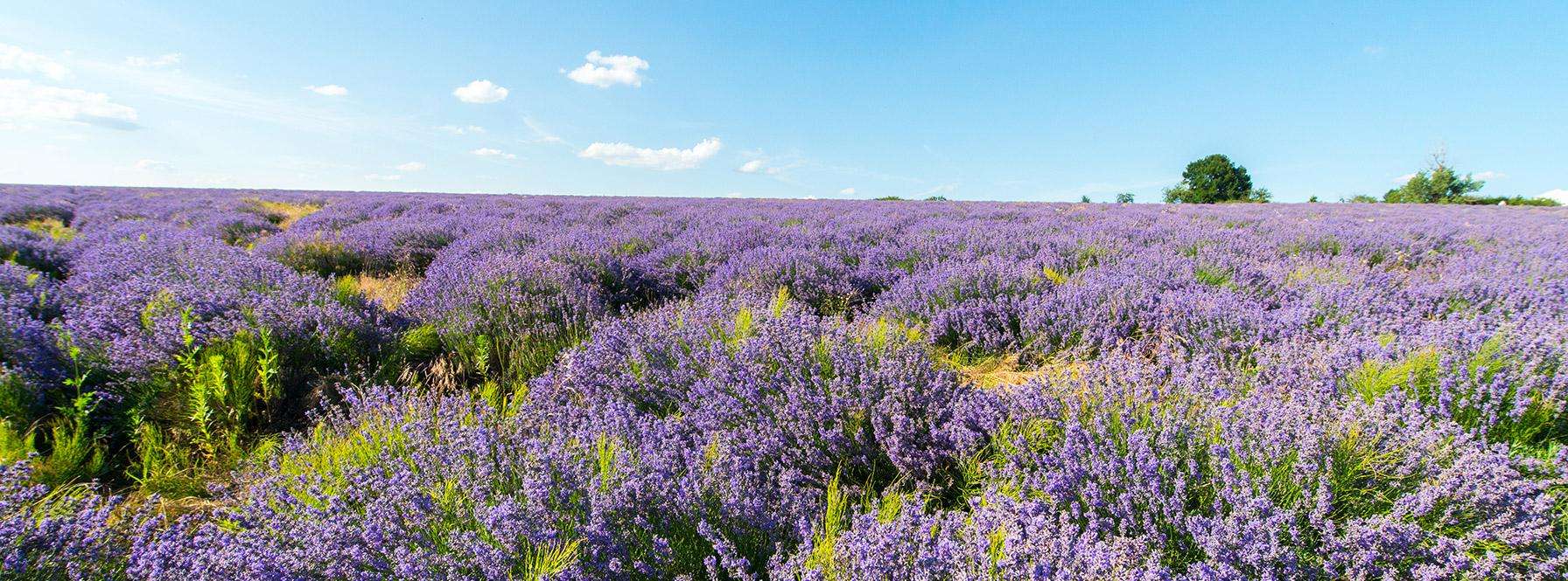 Lavender Field in Moldova